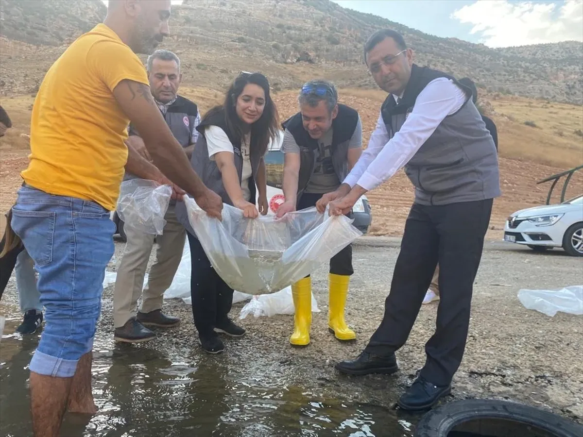 Siirt'teki Baraj Gölüne 2 Milyon Sazan Bırakıldı