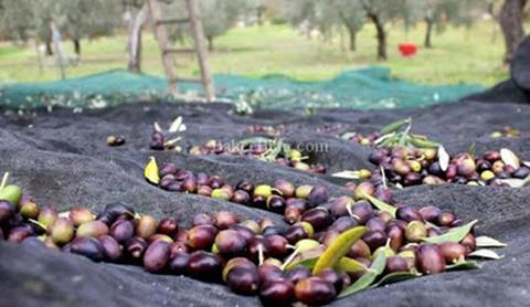 Deyrulzarafan'da Zeytin Hasadı Başladı