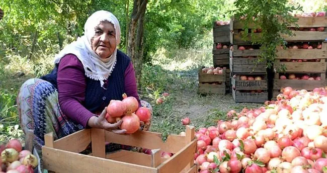 Siirt'in Zivzik Narı Hasadı Başladı
