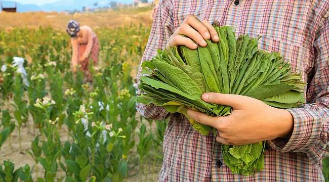 Üretici Kazandığı Parayı Harcadığı Mazota Verecek