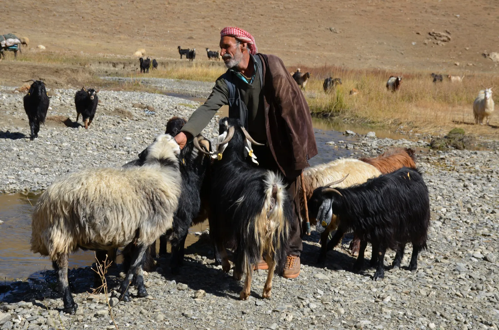 Siirtli Göçerlerin Göç Vakti Başladı