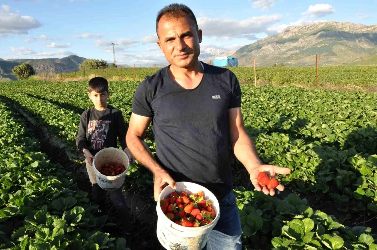 Sason Çileğinde Hasat Devam Ediyor