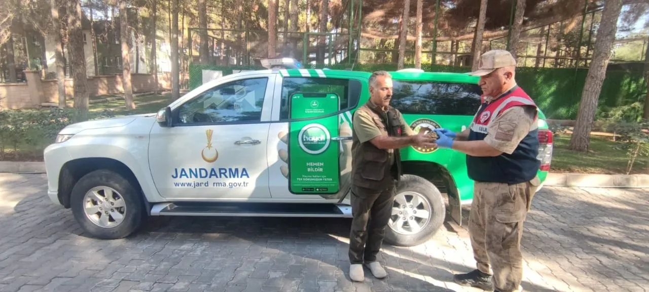 Nesli Tükenmek Üzere Olan Kuş Viranşehir’de Yaralı Olarak Bulundu