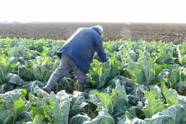Karnabahar Üreticisi Zorda