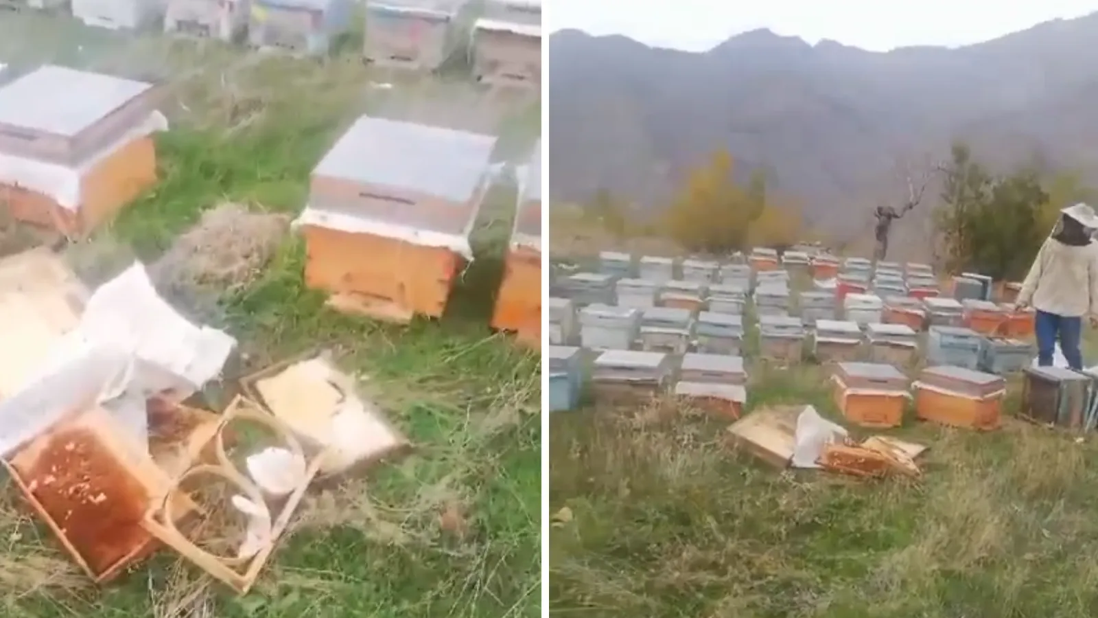 Ayılar Arı Kovanlarını Parçaladı