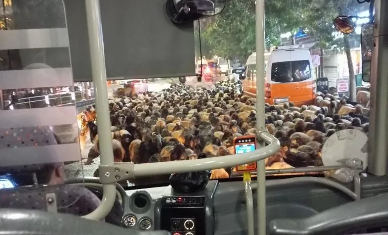 Koyun Sürüsü Trafiği Aksattı