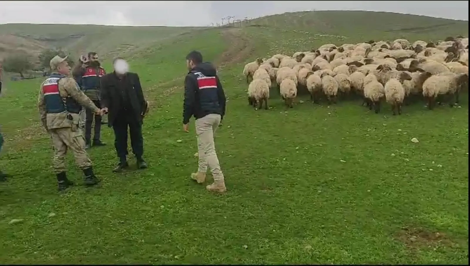 Siirt’te Küçükbaş Hayvan Hırsızları Yakalandı