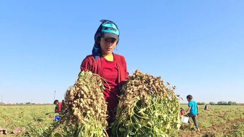 Harran’da Ekilen Yeni Ürün Yüzleri Güldürdü