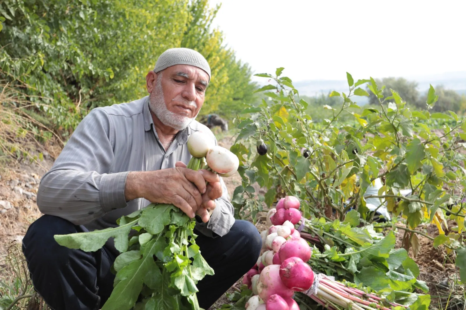 Hevsel’de Hasat Zamanı