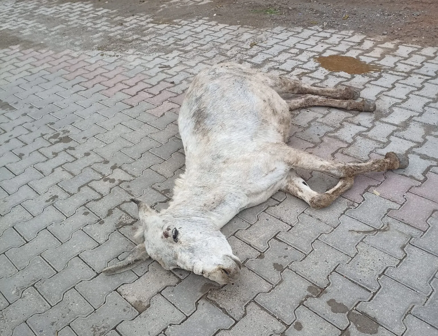 Siirt’te Yolun Ortasında Yaralı Eşek Kurtarıldı