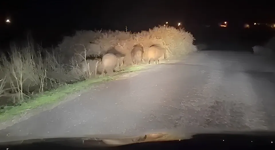 Siirt’te Domuz Sürüsü Görüldü