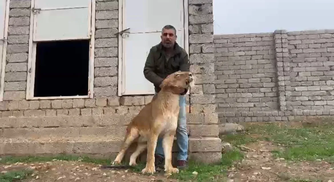 Yürüyemeyen Aslanı Eski Sağlığına Kavuşturdu