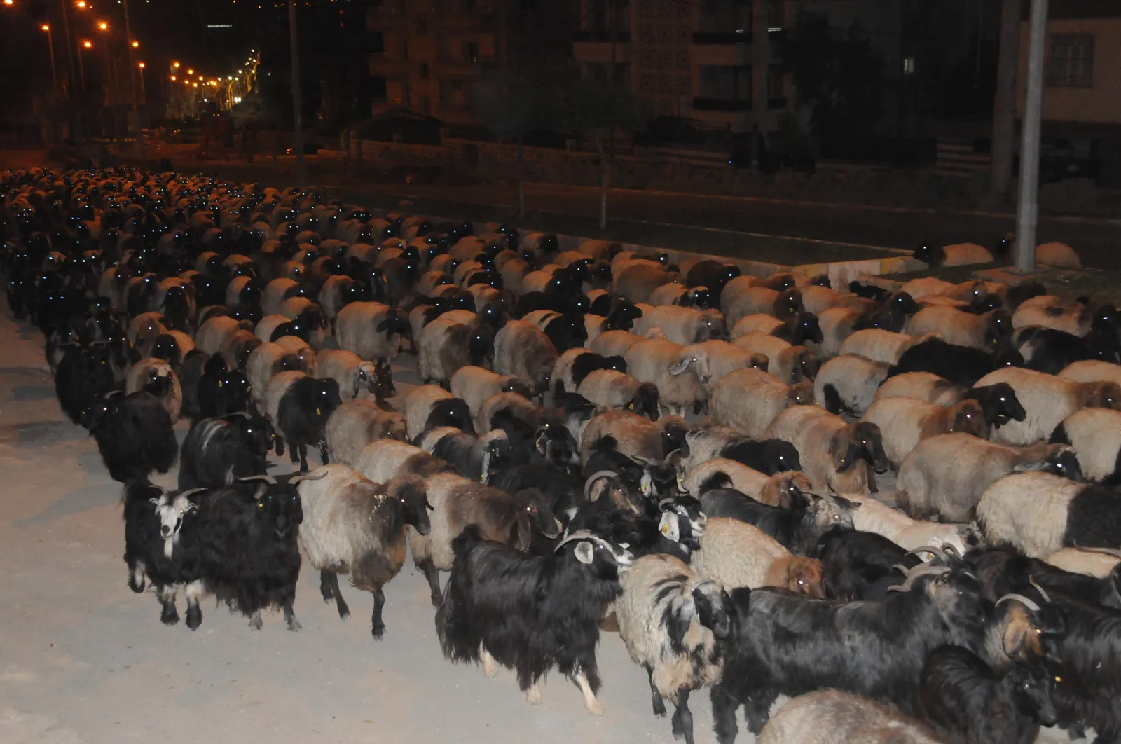 Gecenin Sessizliğini Kuzu Ve Koyunların Ayak Sesleri Bozdu
