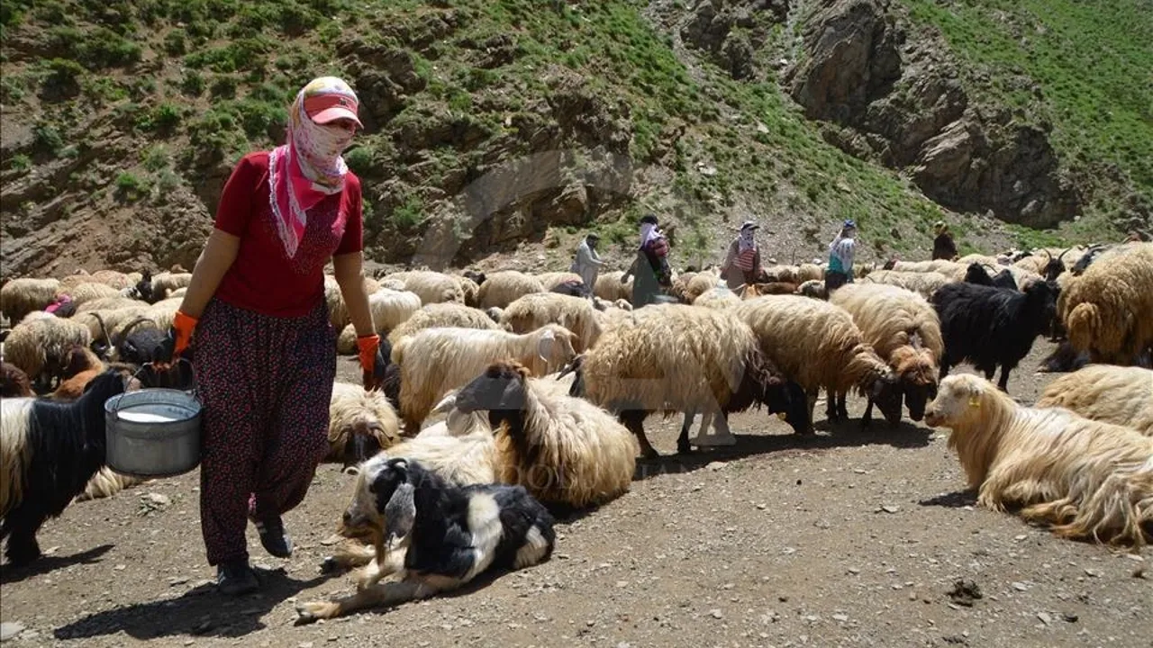 Şırnak’ın Berivanlarına Müjde