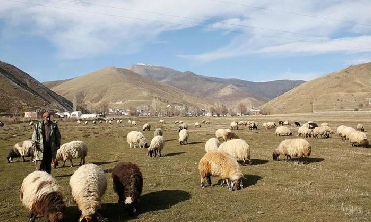 Ilık Hava Koyunlara Yaradı