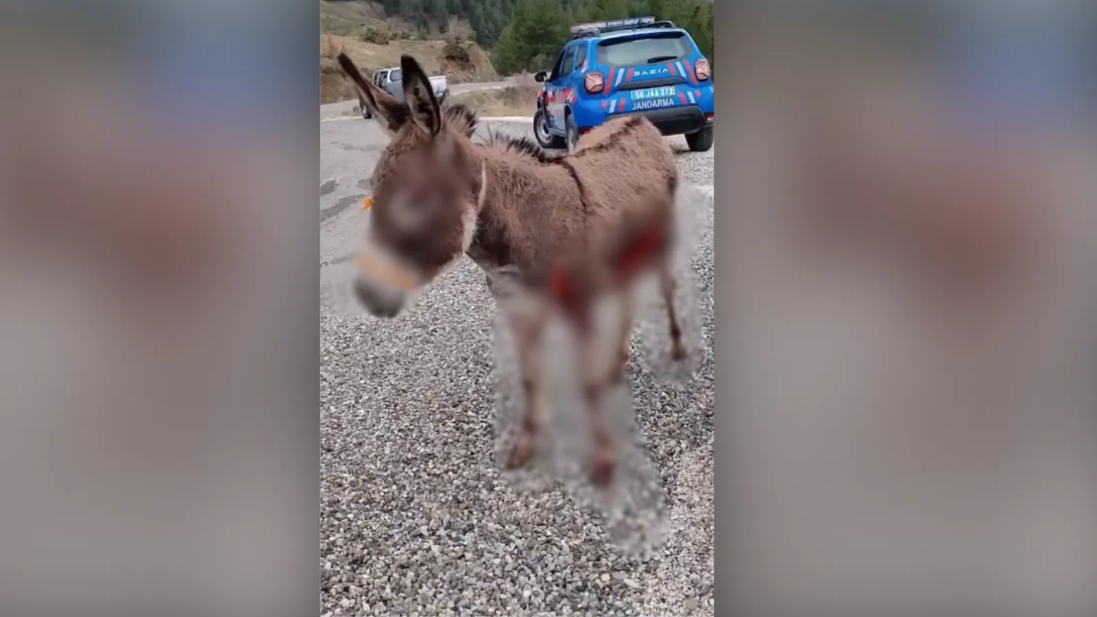Arabanın Arakasına Bağlanarak Sürüklenen Eşek Koruma Altına Alındı