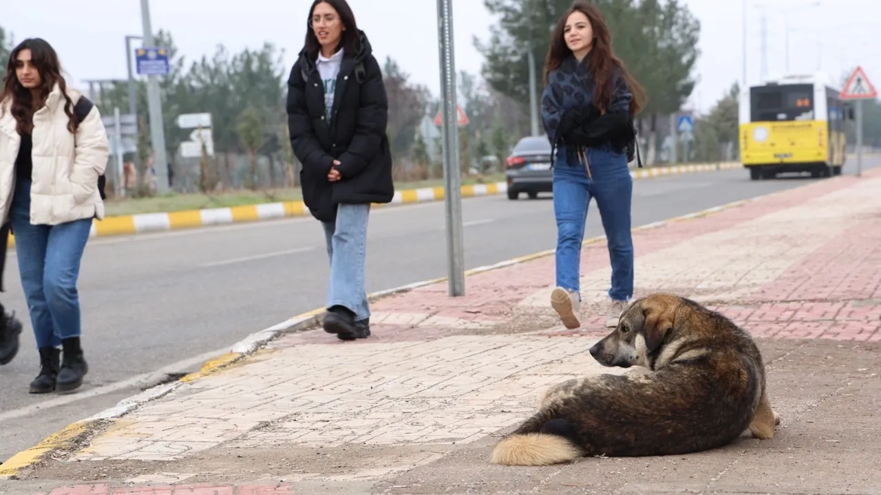Diyarbakır’da Sokak Hayvanları İçin Uyarı