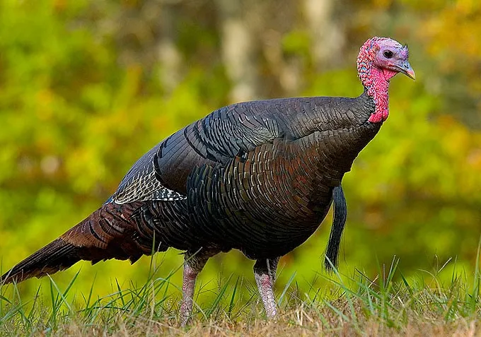 Hindiler Elde Kaldı