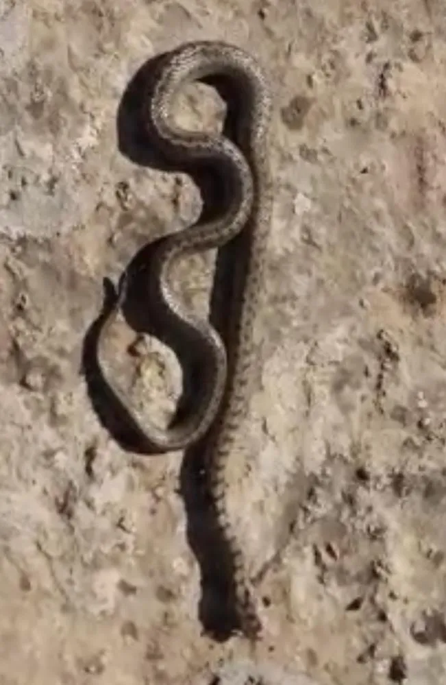 Siirt'te Kış Ayında 1 Metre Uzunluğunda Yılan Görüldü