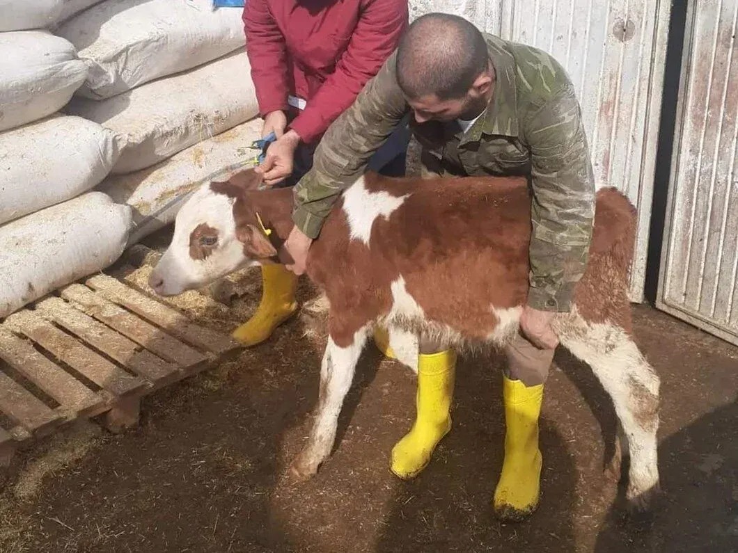 Siirt'te Şap Hastalığı Nedeniyle İzinsiz Hayvan Kesimi Yasaklandı
