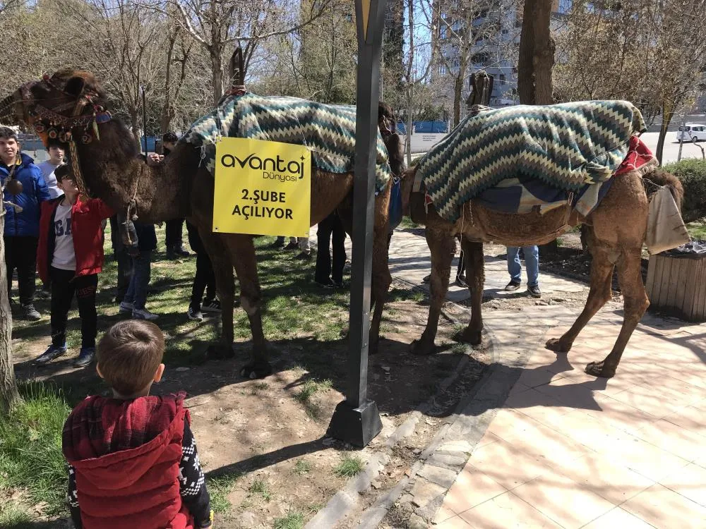 Zücaciye Dükkanı Reklamını Deve Kervanıyla Yaptı
