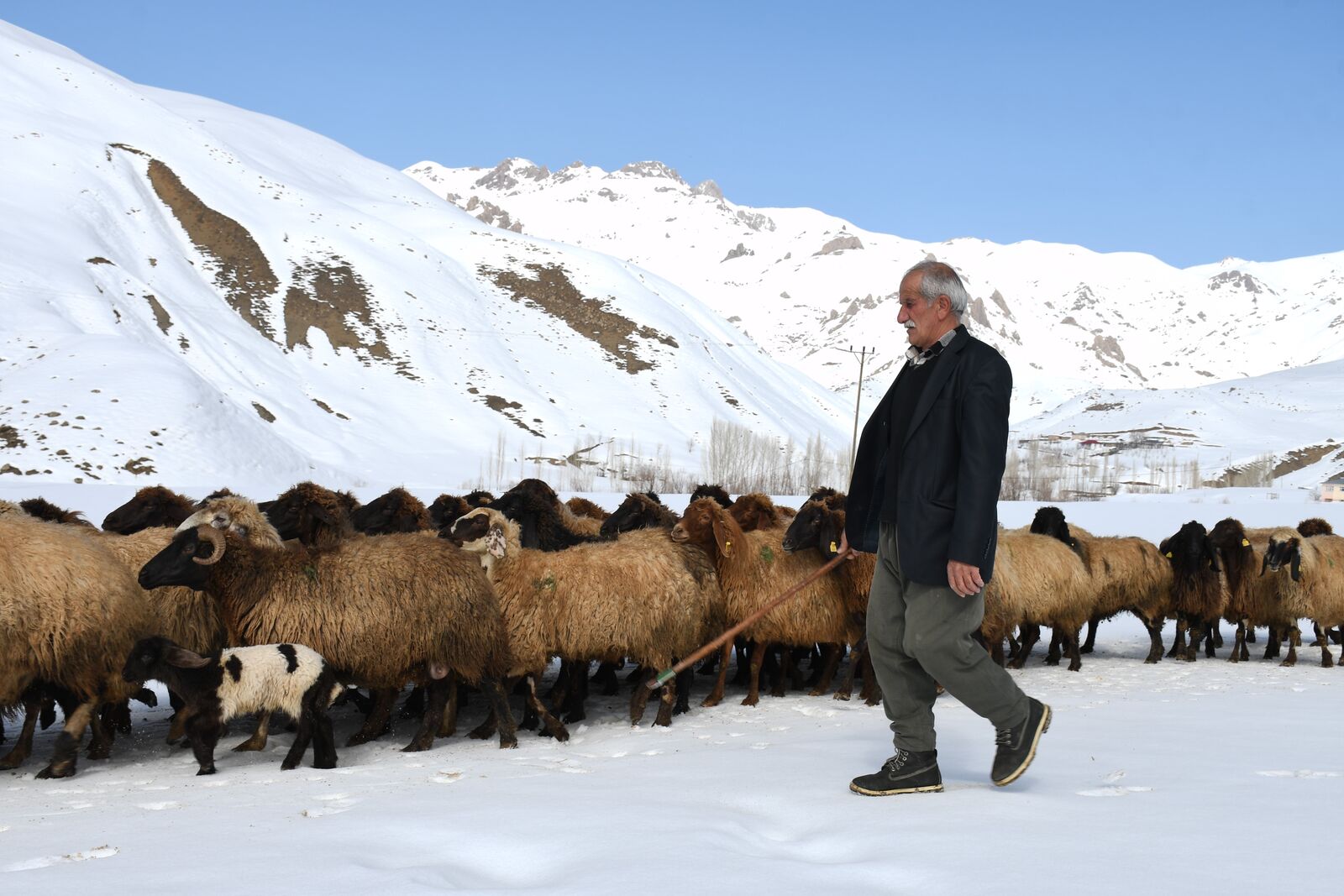 Şırnak'ta Besiciler Baharı Dört Gözle Bekliyor