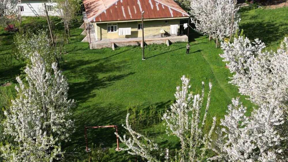 Şırnak’ta Kiraz Ağaçları Köyü Beyaza Bürüdü