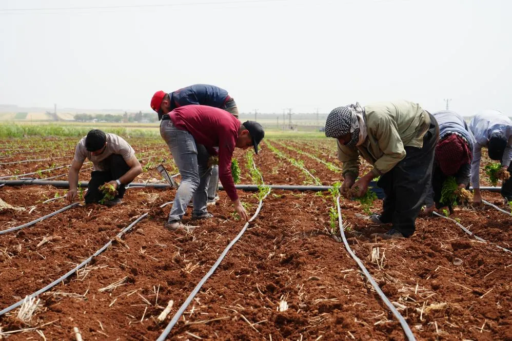 Zor Şartlarda Çalışan Çiftçiler, 1 Mayıs’ta Tarlalarını Boş Bırakmadı