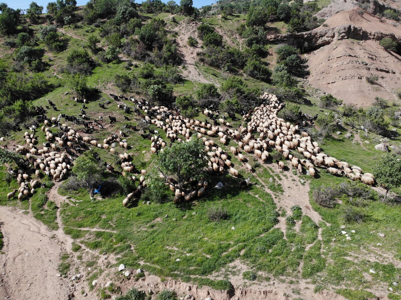 Göçerlerin Zorlu Yayla Yolculuğu Başladı