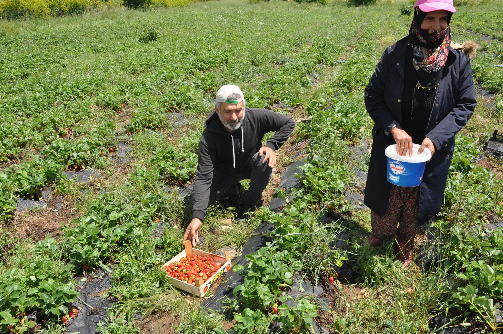 Sason Çileği İlçede Yaşayanlara İş Olanağı Sağlıyor