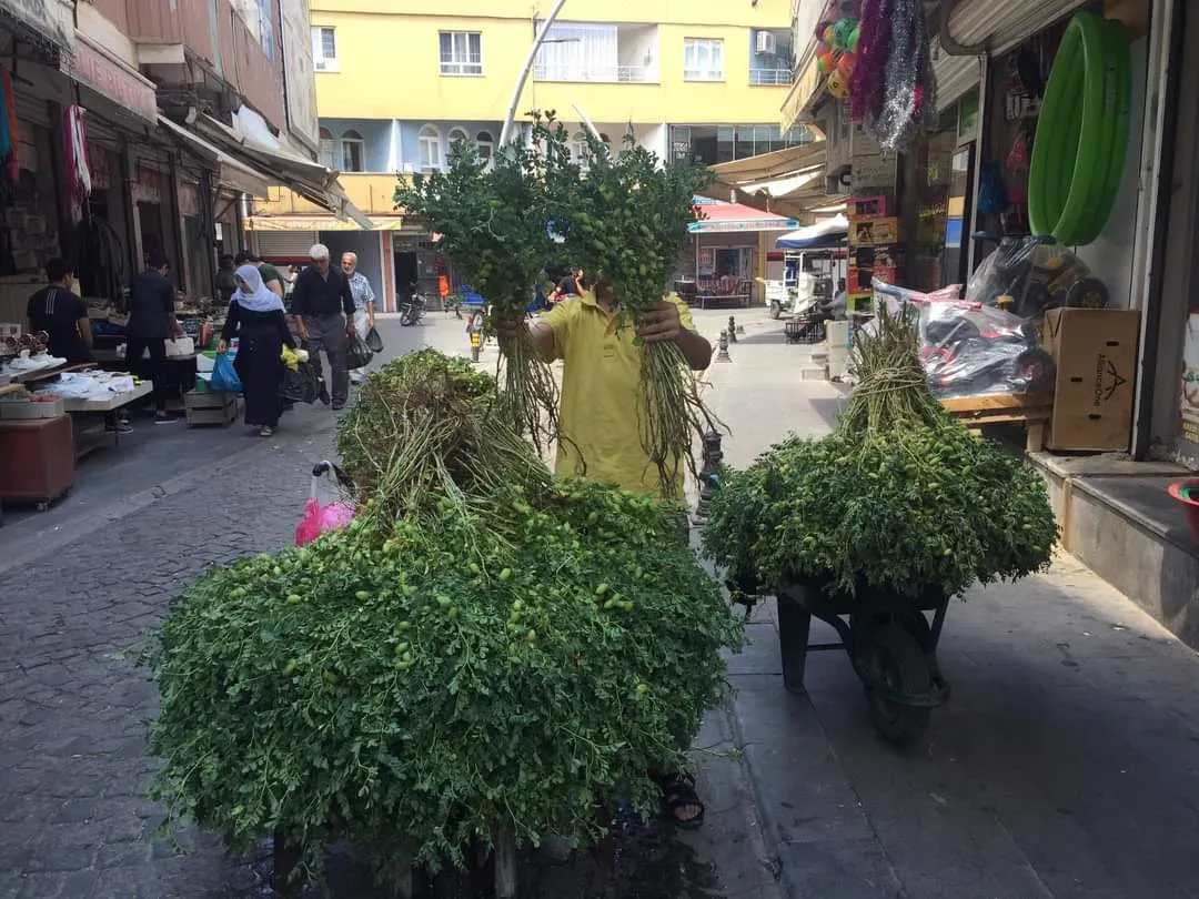 Harçlıklar Yeşil Nohuttan