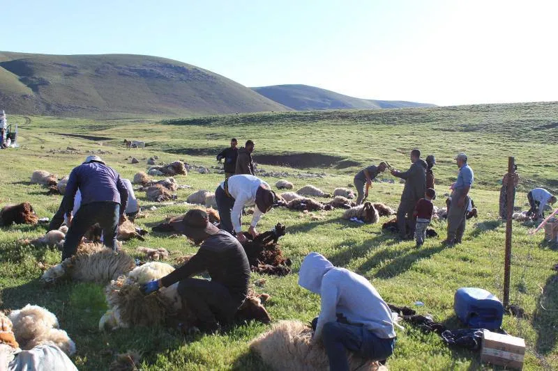 Göçerlerin Yayla Mesaisi Sürüyor