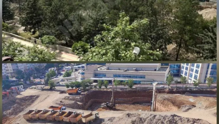 Siirt’te Ağaçlara Büyük Kıyım