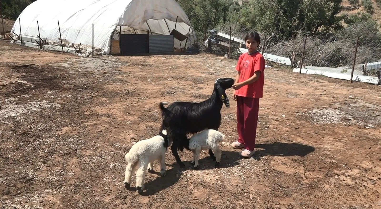 İkiz Kuzulara Keçi Annelik Yapıyor