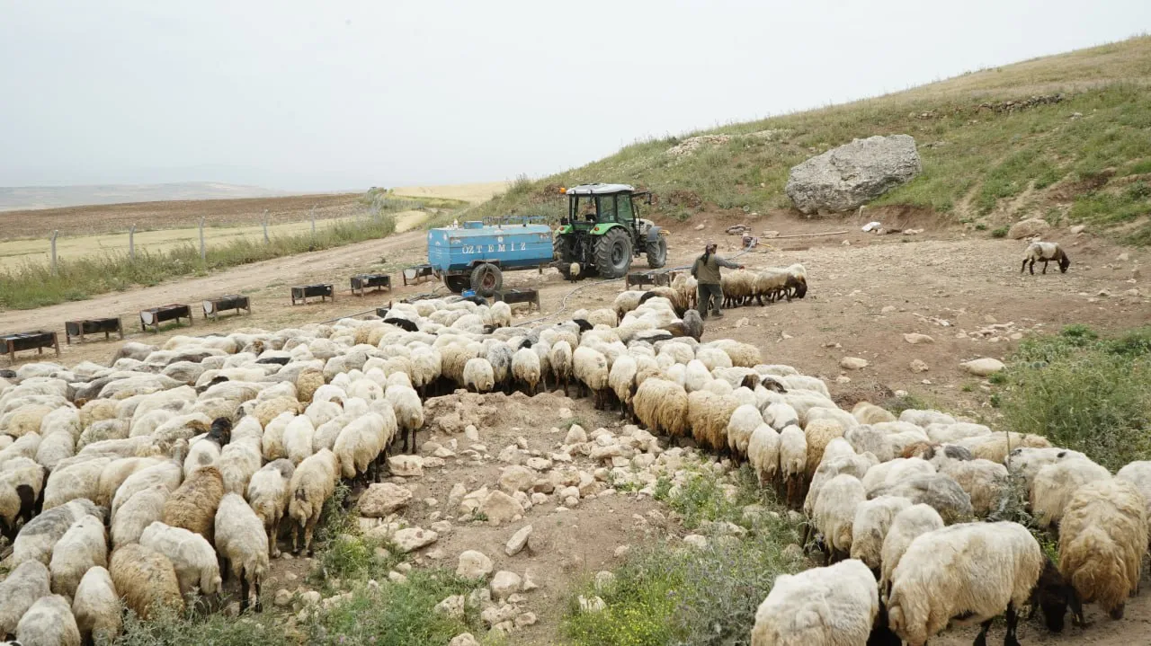 Yem Maliyetleri Besicileri Zorluyor