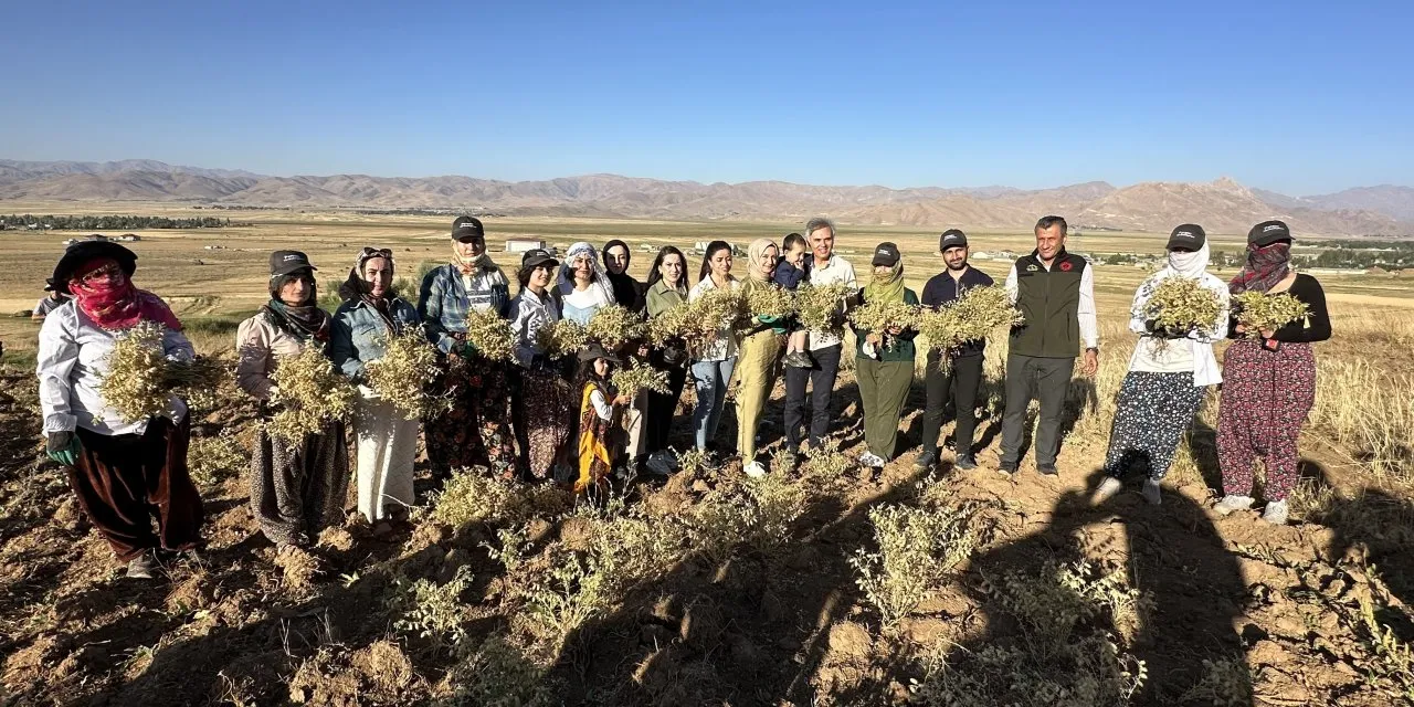 Hakkari - Yüksekova’da Kadınlar Elleriyle Nohut Hasadı Yaptı