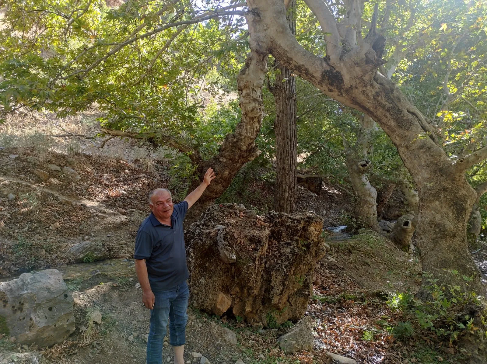 İki Çınar Ağacı Tek Gövde Üzerinde 50 Metre Yükseldi