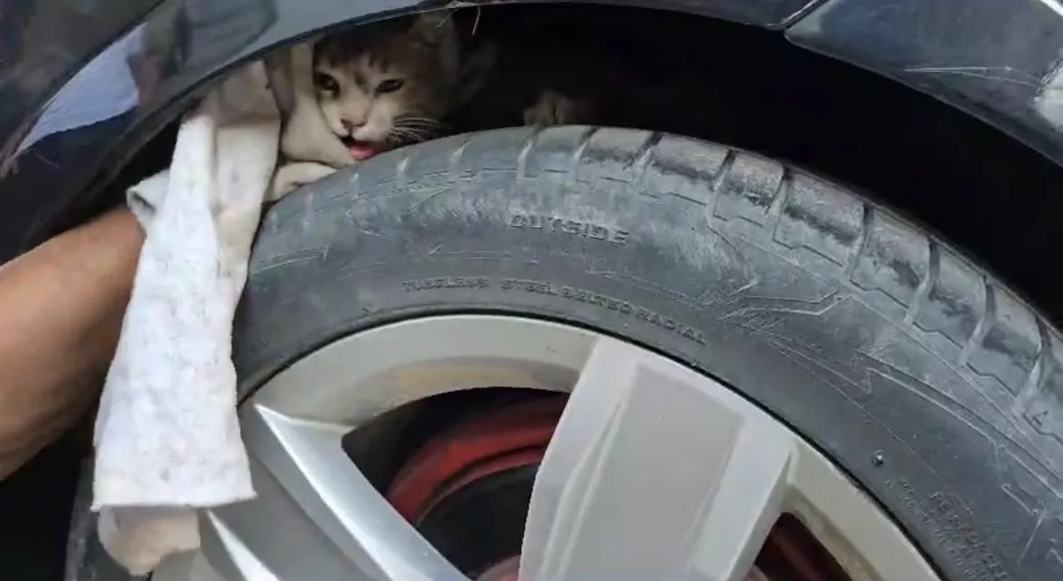 Aracın Altına Sıkışan Kedi Sanayide Çıkarıldı