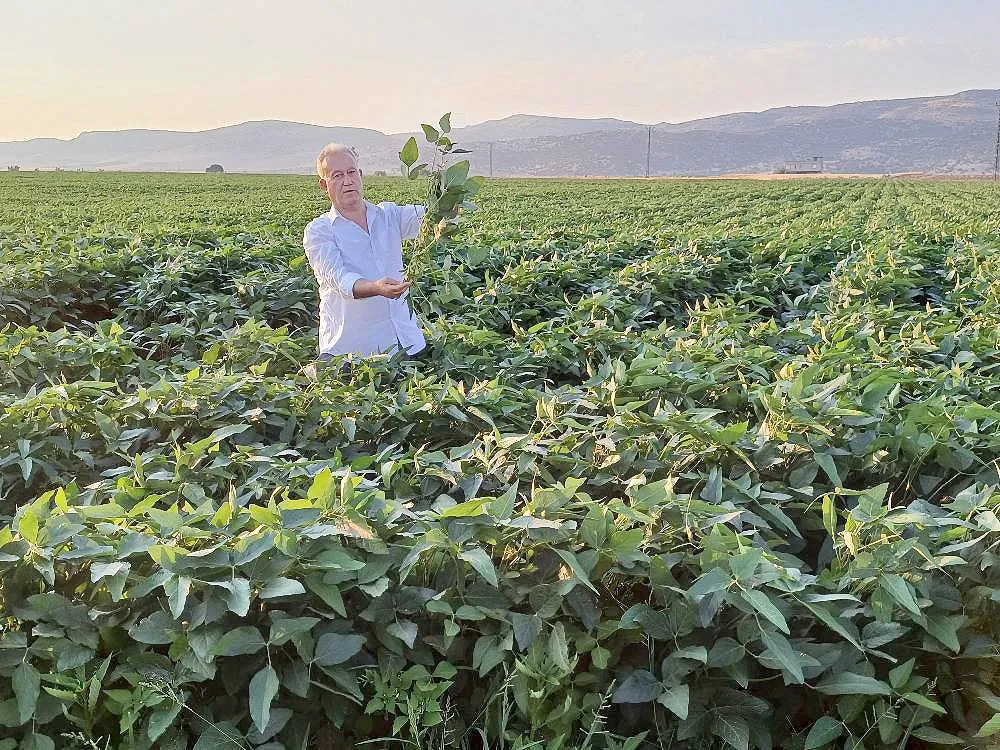 Alternatif Ürün Olarak Soya Ekimine Başladılar