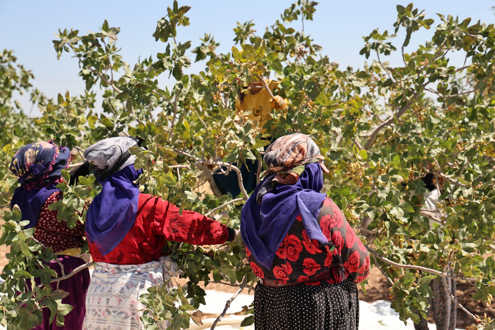Diyarbakır Fıstığında Hasat: Üretici Geçen Seneye Nazaran Rekolteden Memnun