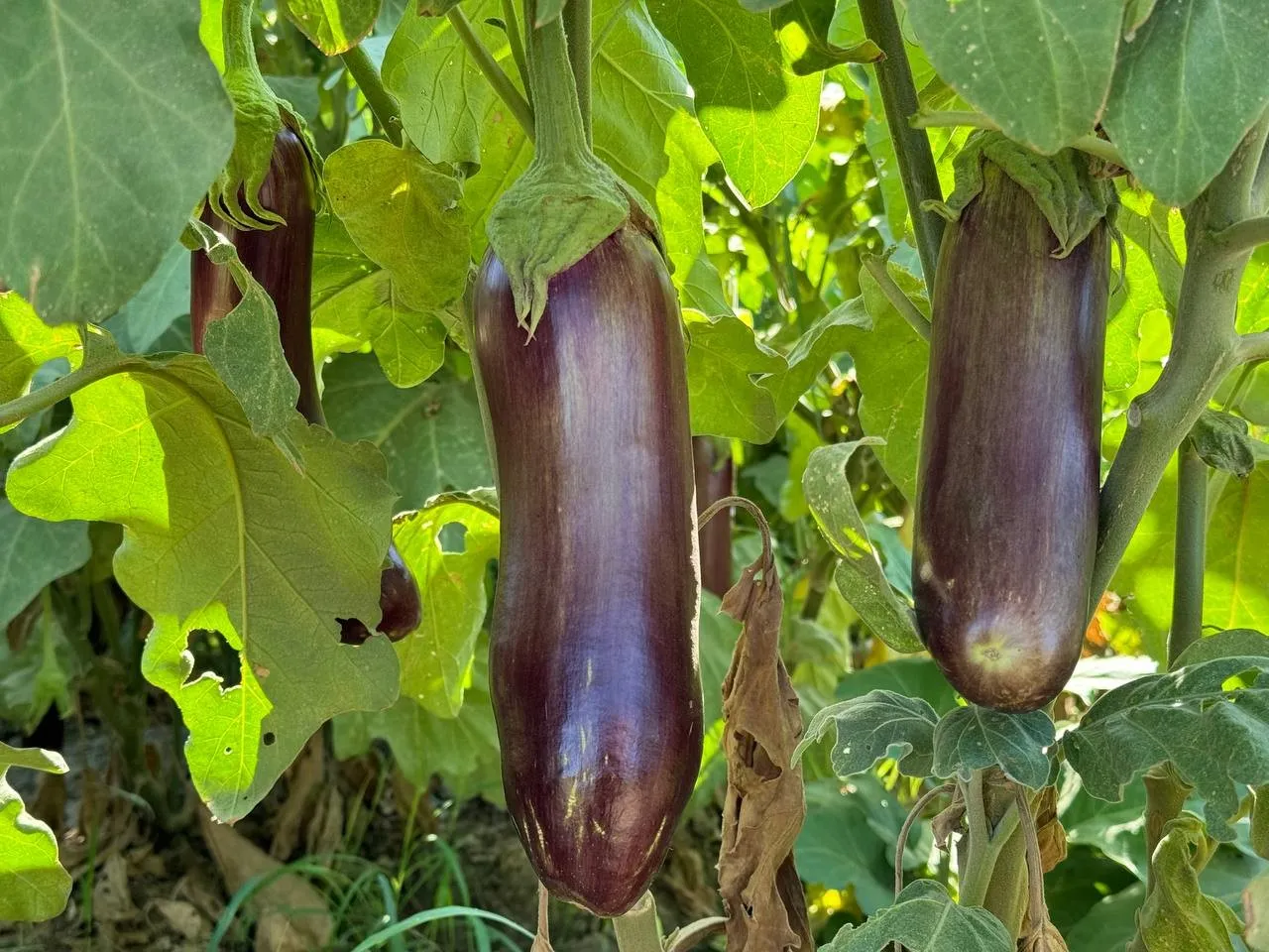 Tescilli Patlıcanın Hasadı Başladı