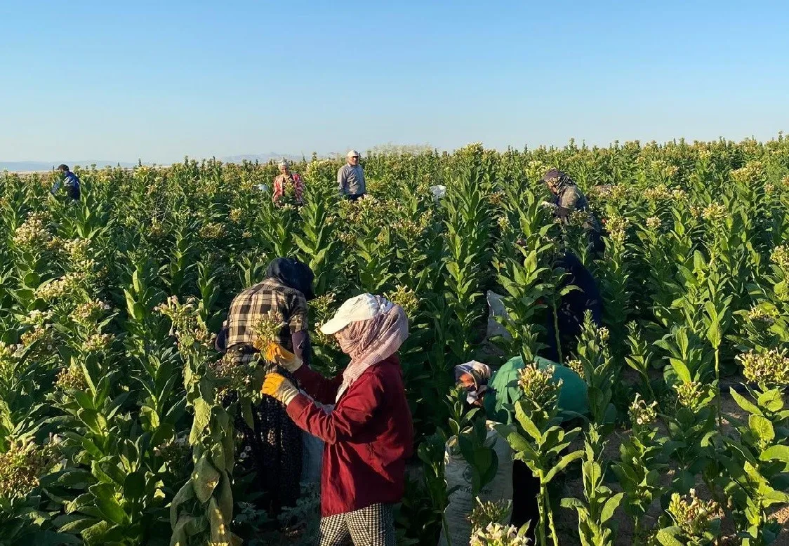 Samsat'ta Tütün Hasadı Başladı