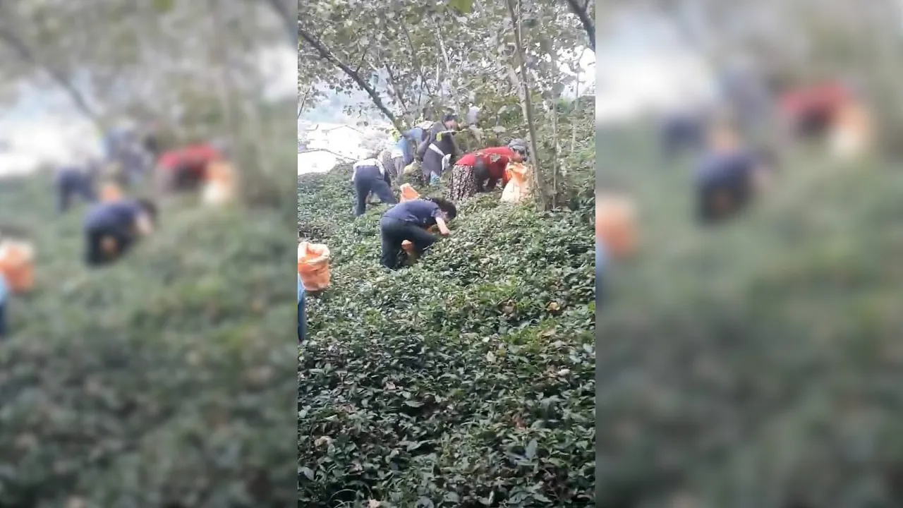 Çermikli Fındık İşçileri Yola Düştü