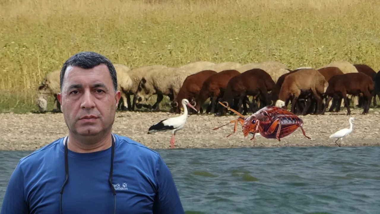 Bu Sıcaklar Hayvanların Bile Dengesini Bozdu