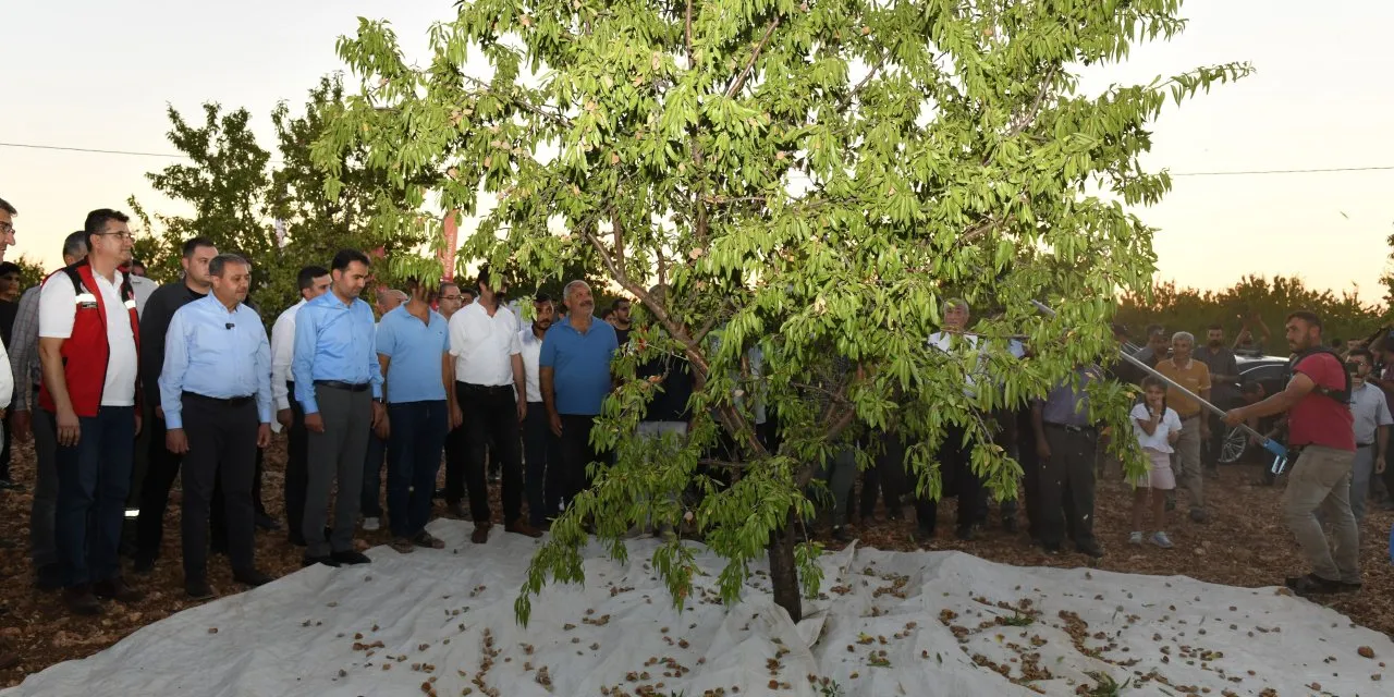 Şanlıurfa’da Badem Hasadına Başlandı