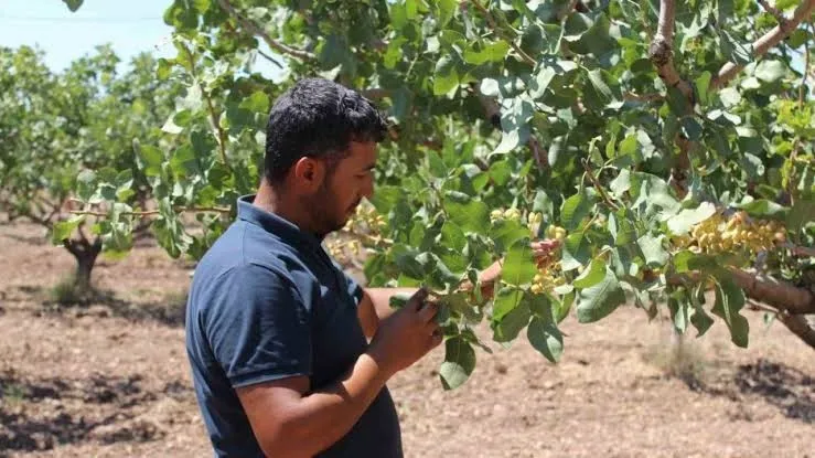 Siirt'te 2025 Üretim Yılı Çiftçi Kayıt Sistemi Başvuruları Başladı