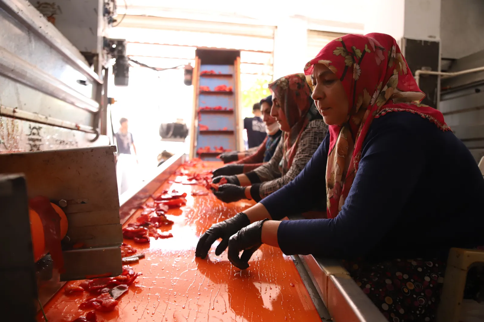 Ekmeklerini “Acı”dan Çıkarıyorlar