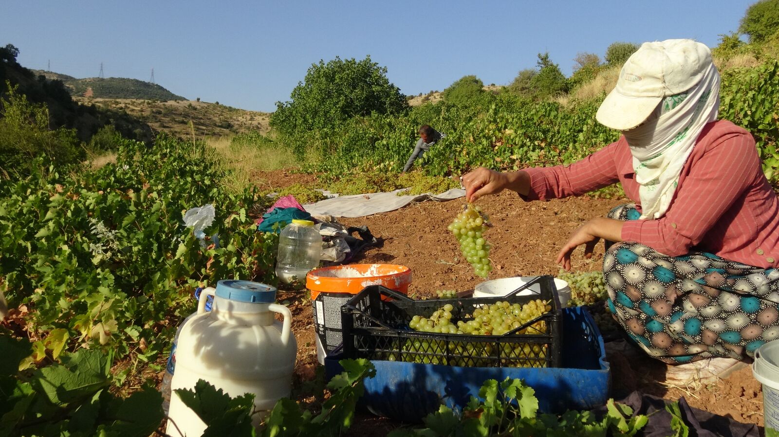 Kuru Üzüm Çeşitleri Sergileniyor