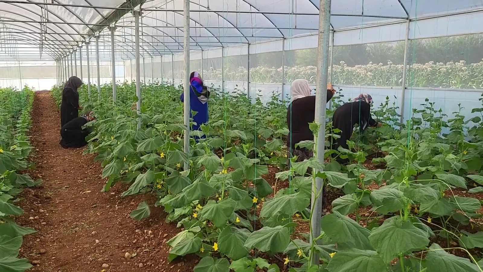 Kadınlar Seralarındaki Ürünlerin İlk Hasadını Yaptı