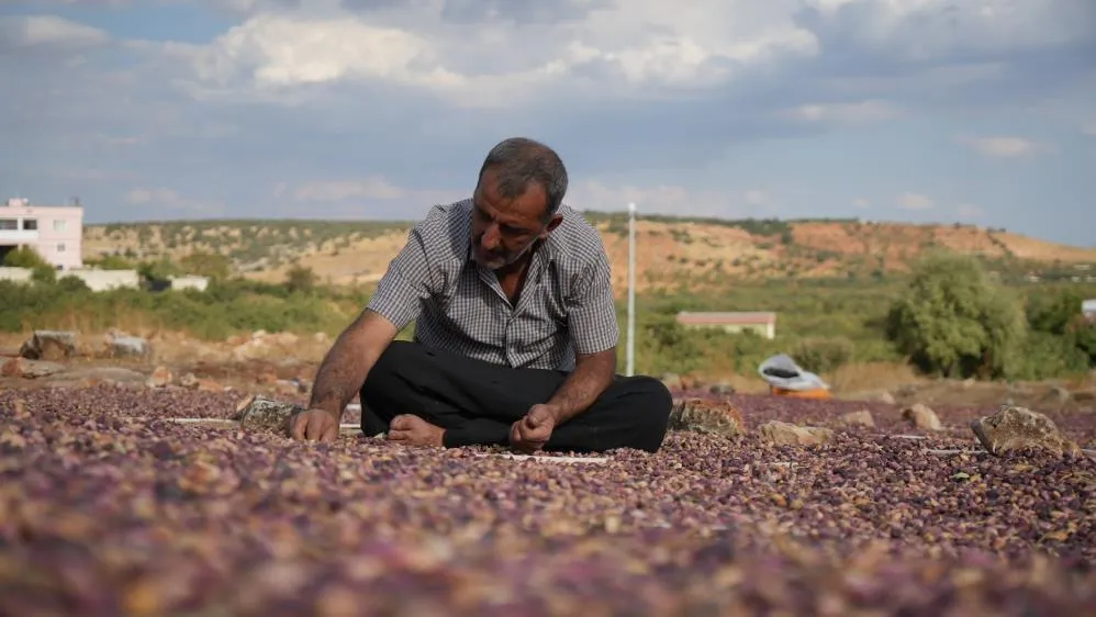 Fıstıkları Güneşte Kurutma Mesaisi Başladı
